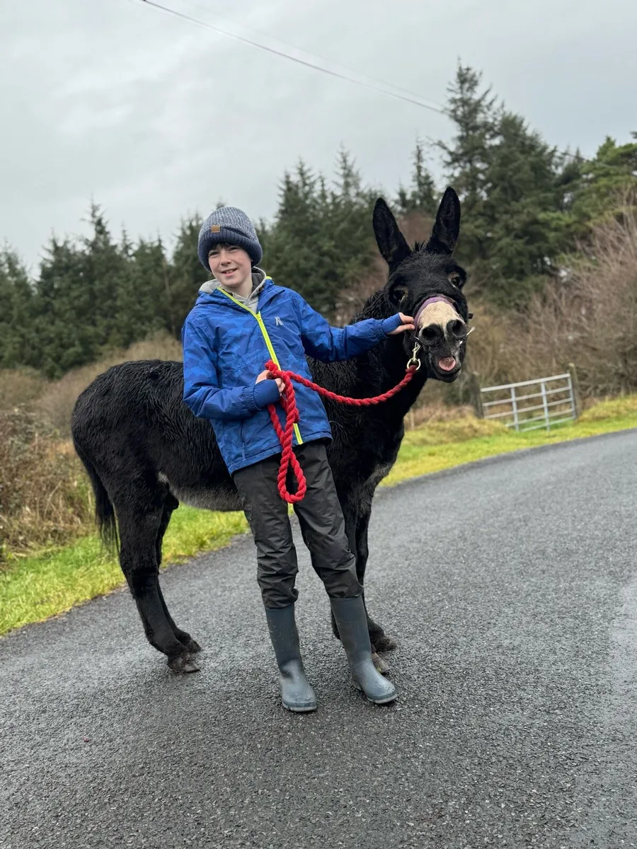 Jack donkey - Image 1