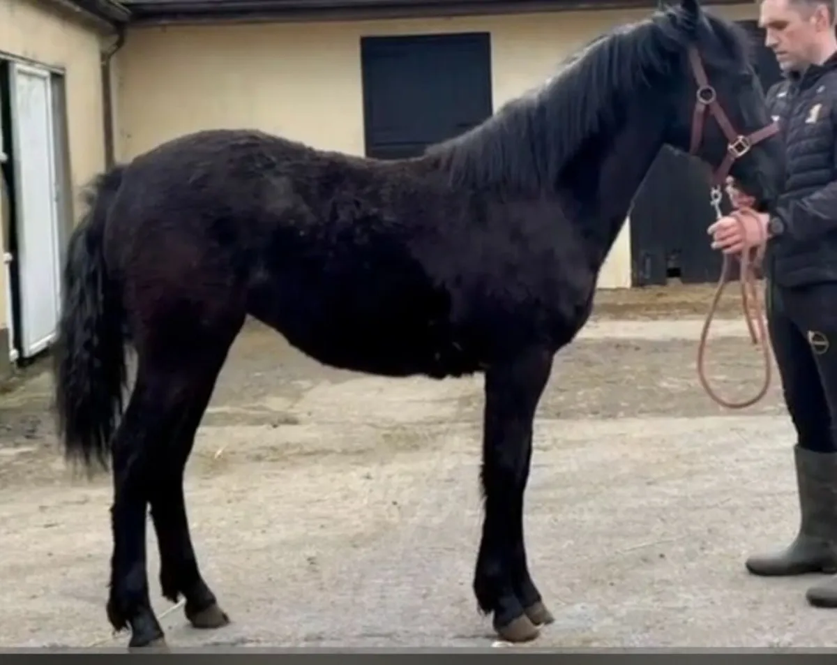 Connemara filly (Yearling) - Image 1