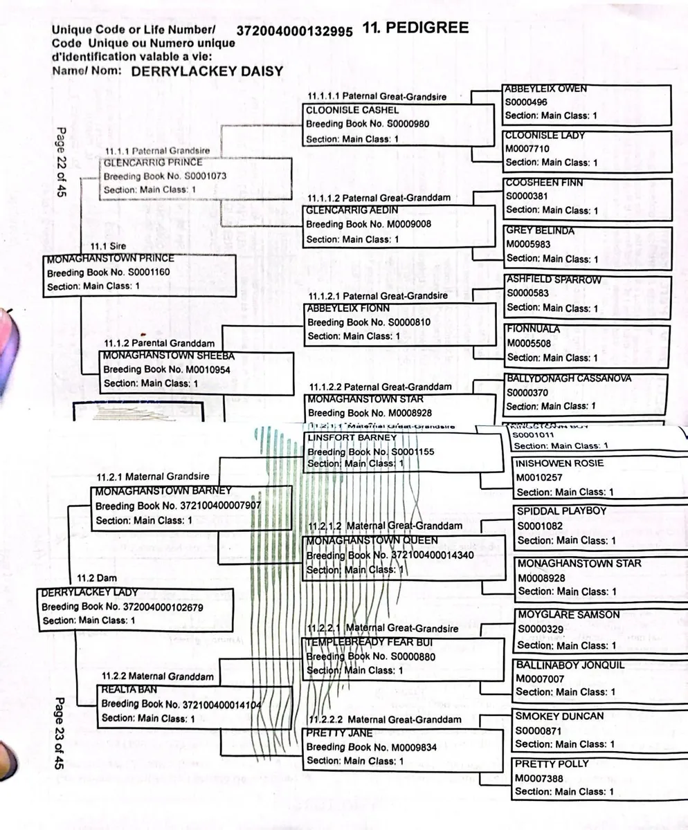 Connemara filly (Yearling) - Image 3
