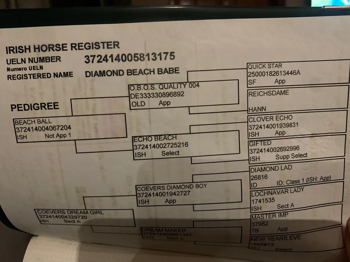 Grade A Showjumper - Image 2