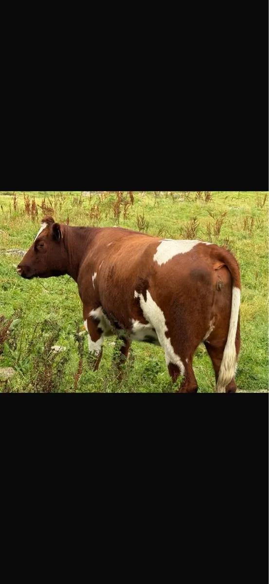 Cows - Image 4