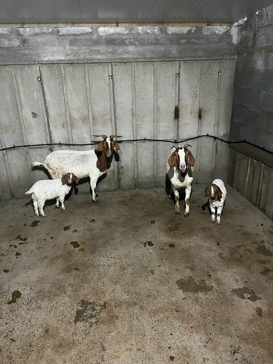 Goats - Image 1