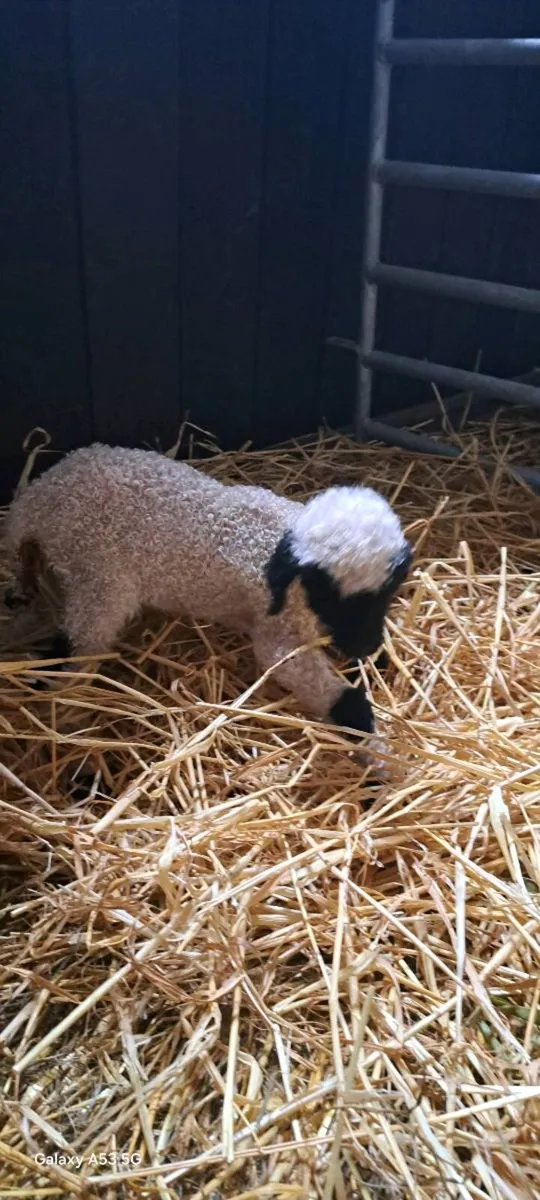Swiss Valais Blacknose Wethered Ram Lamb - Image 3