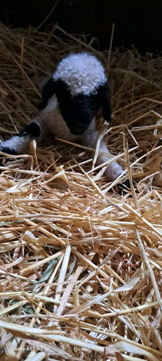 Swiss Valais Blacknose Wethered Ram Lamb - Image 4