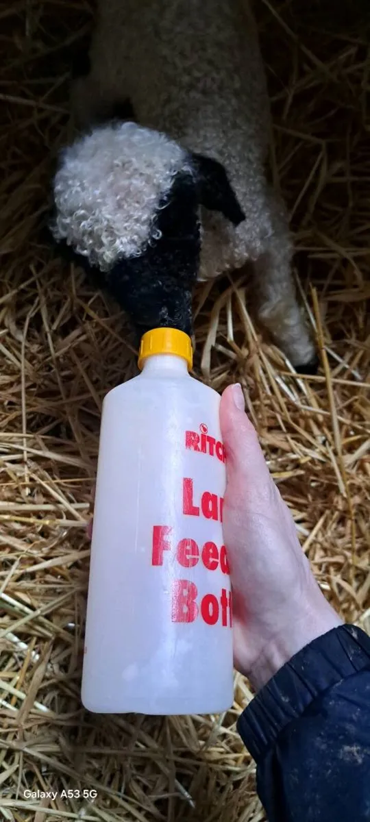 Swiss Valais Blacknose Wethered Ram Lamb - Image 2