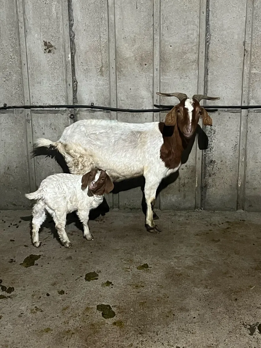 Goats - Image 2
