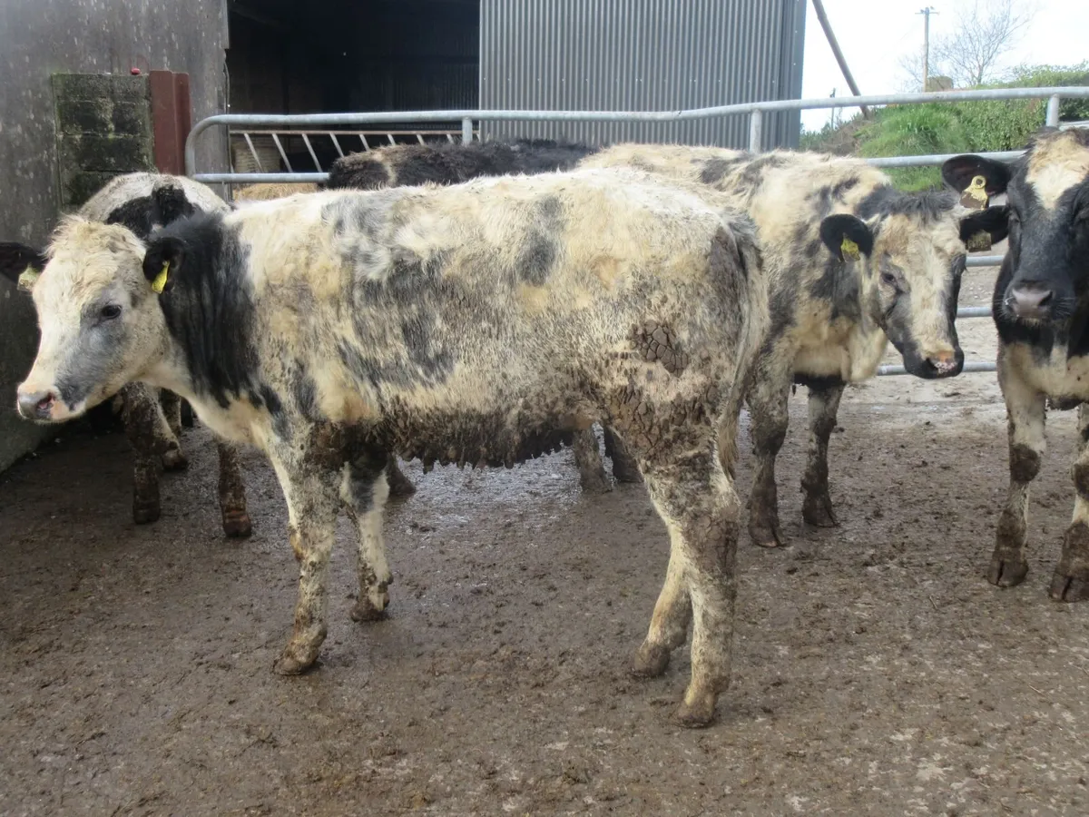 9 belgian blue heifers suitable for breeding - Image 1