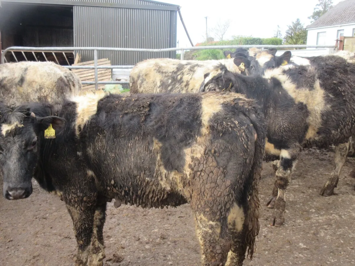 9 belgian blue heifers suitable for breeding - Image 3