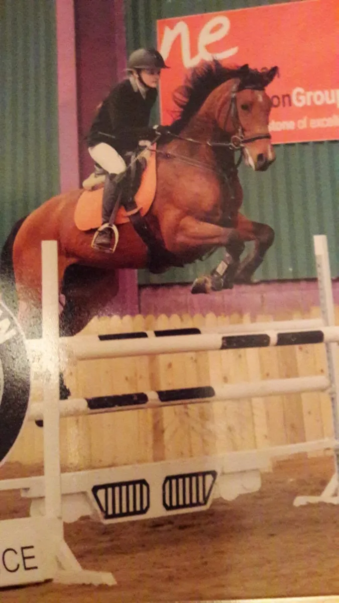 Grade A Showjumper - Image 1