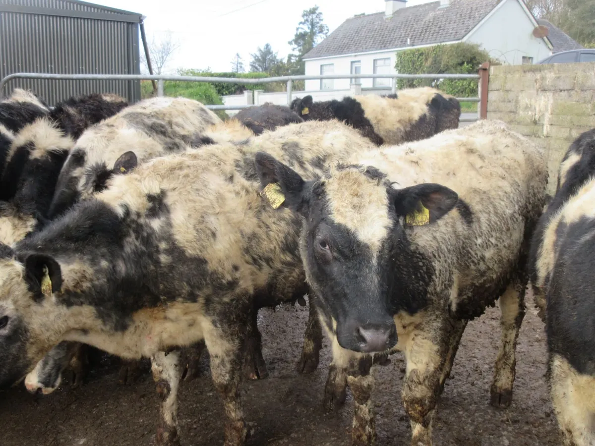 9 belgian blue heifers suitable for breeding - Image 4