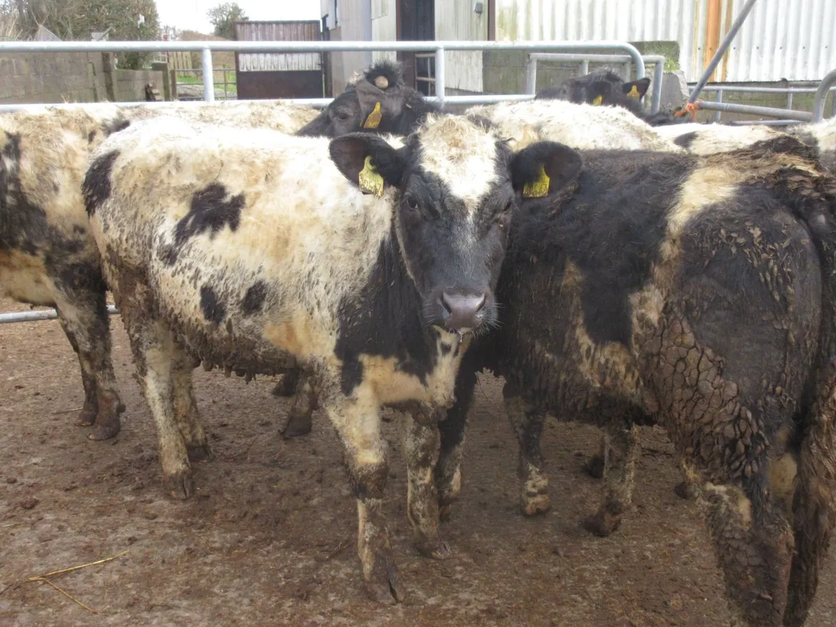 9 belgian blue heifers suitable for breeding - Image 2