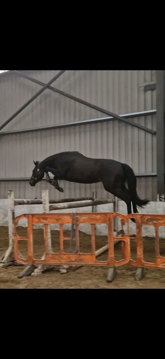 LOT 448 Goresbridge 3yo filly - Image 1