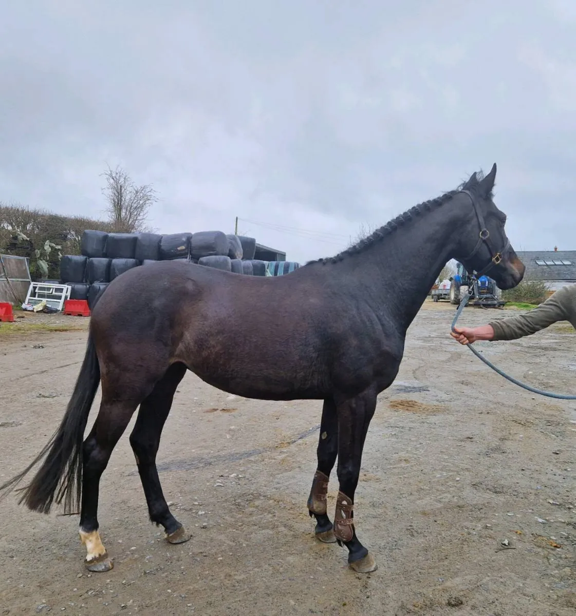 LOT 448 Goresbridge 3yo filly - Image 2