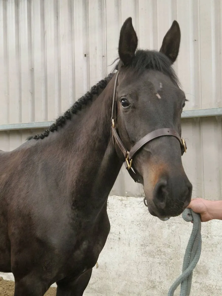 LOT 448 Goresbridge 3yo filly - Image 3