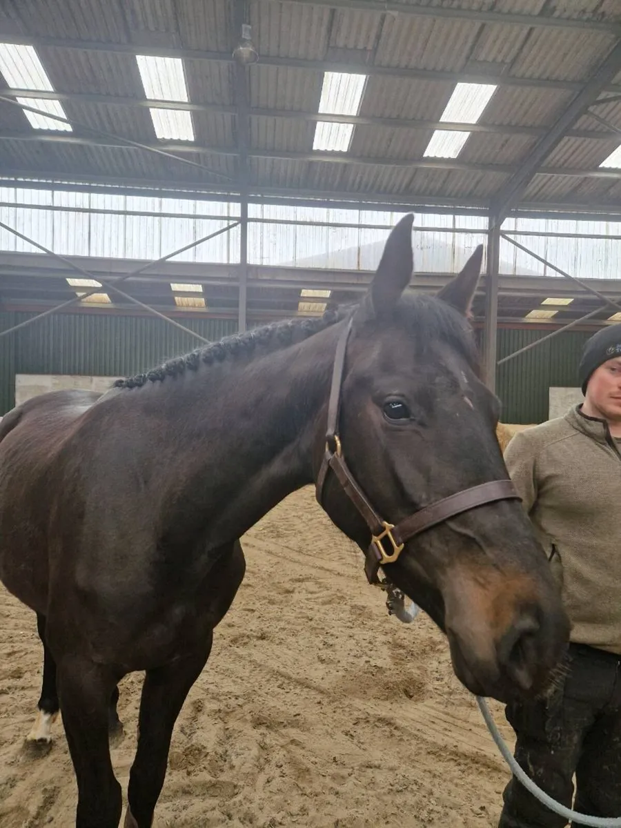 LOT 448 Goresbridge 3yo filly - Image 4