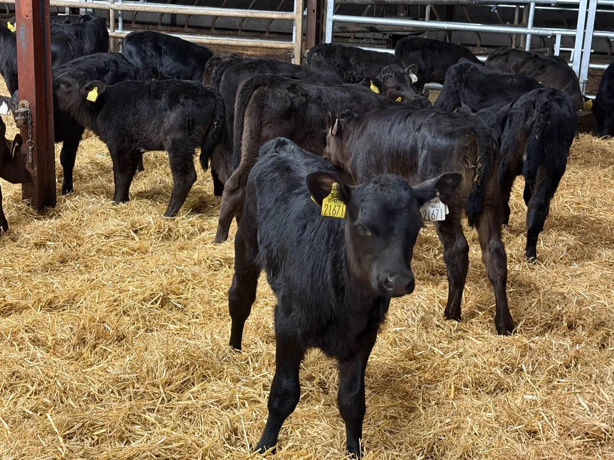 50 Aberdeen Angus Heifer Calves - Image 3