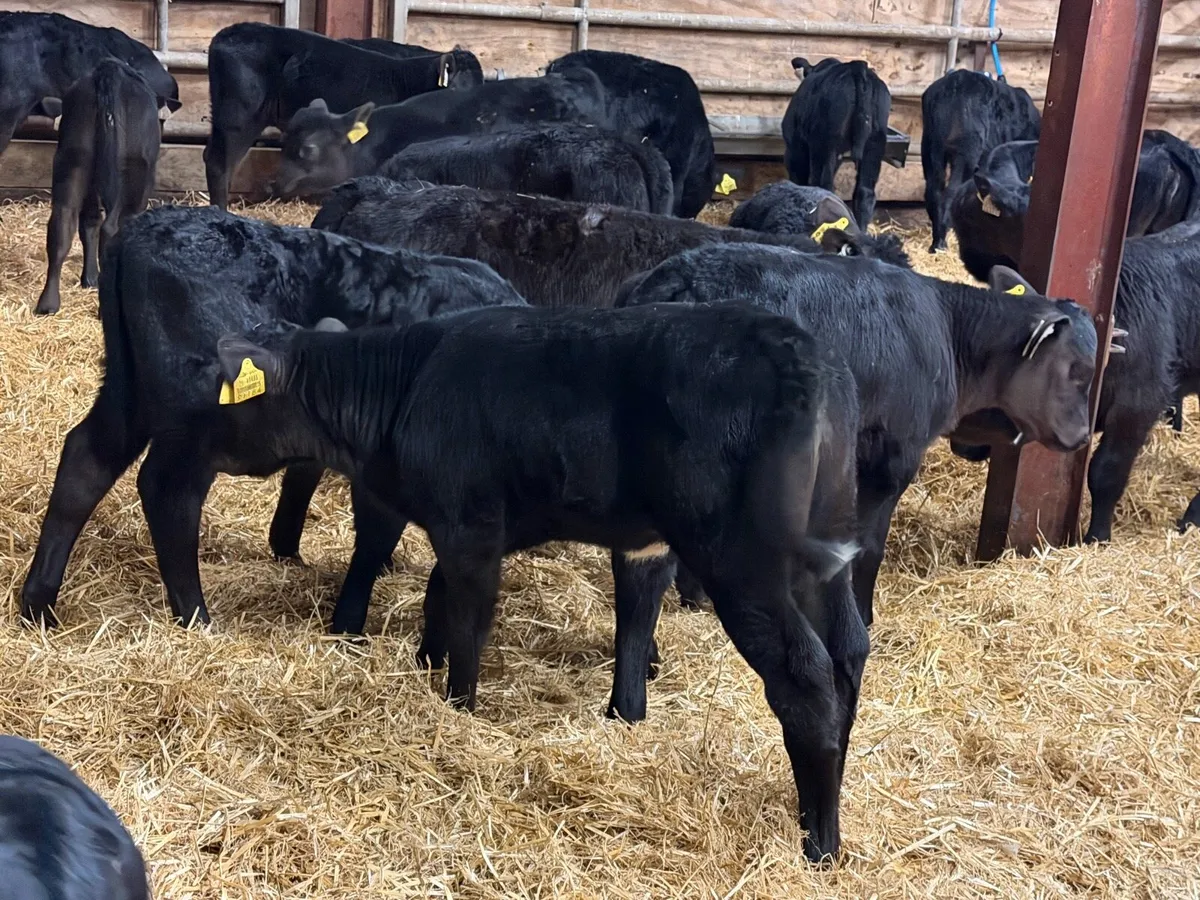 50 Aberdeen Angus Heifer Calves - Image 4
