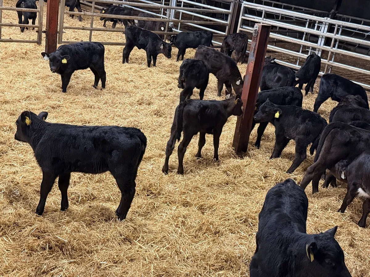 50 Aberdeen Angus Heifer Calves - Image 2