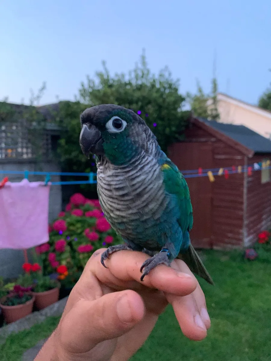 Conure rare mutation - Image 1