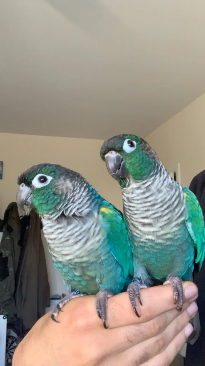 Conure rare mutation - Image 2