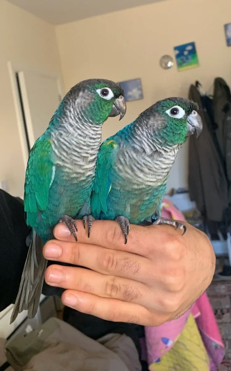 Conure rare mutation - Image 3