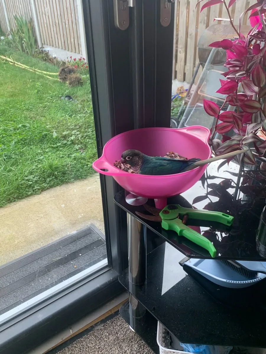 Conure rare mutation - Image 4