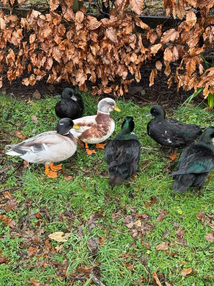 Call ducks - Image 1