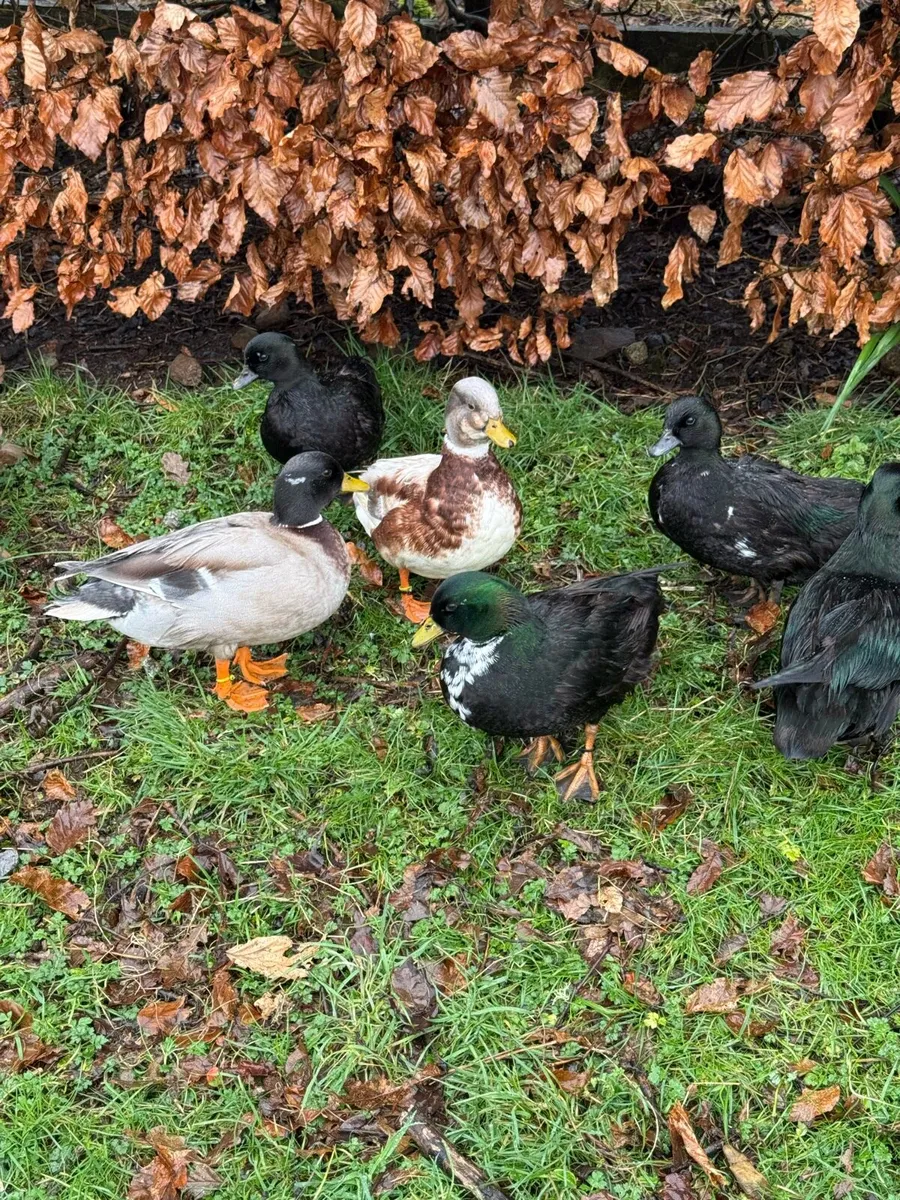 Call ducks - Image 2