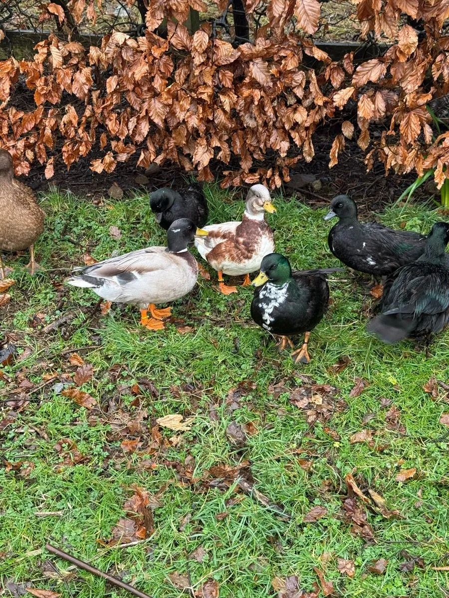 Call ducks - Image 3