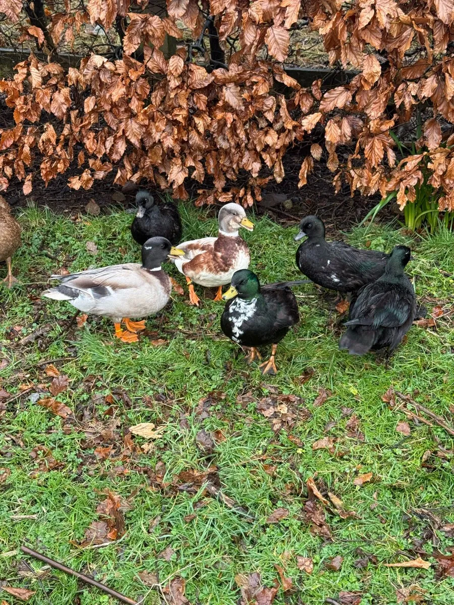 Call ducks - Image 4