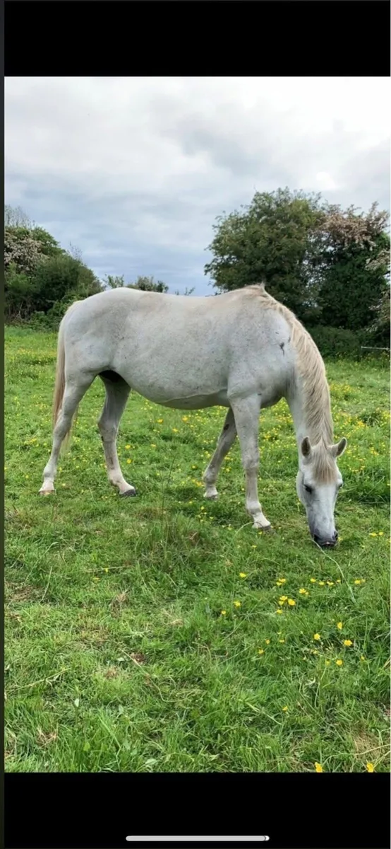 Traditional bred broodmare - Image 4