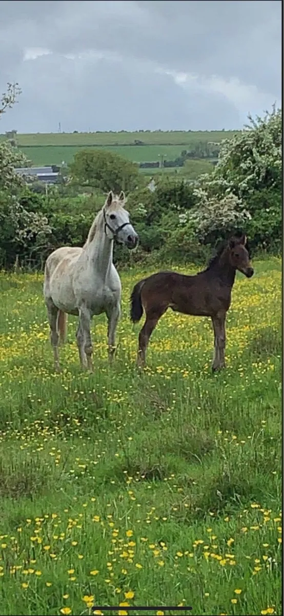 Traditional bred broodmare - Image 1