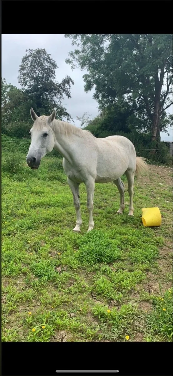 Traditional bred broodmare - Image 2