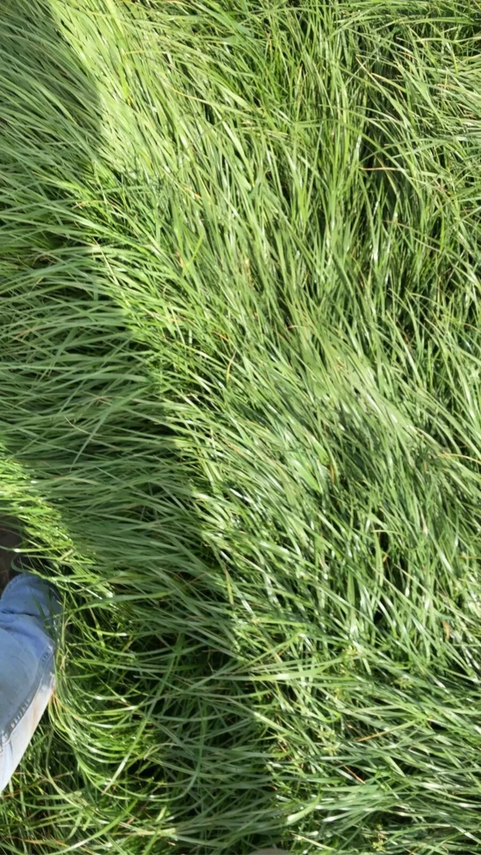 Land wanted for rent / Lease - Image 2