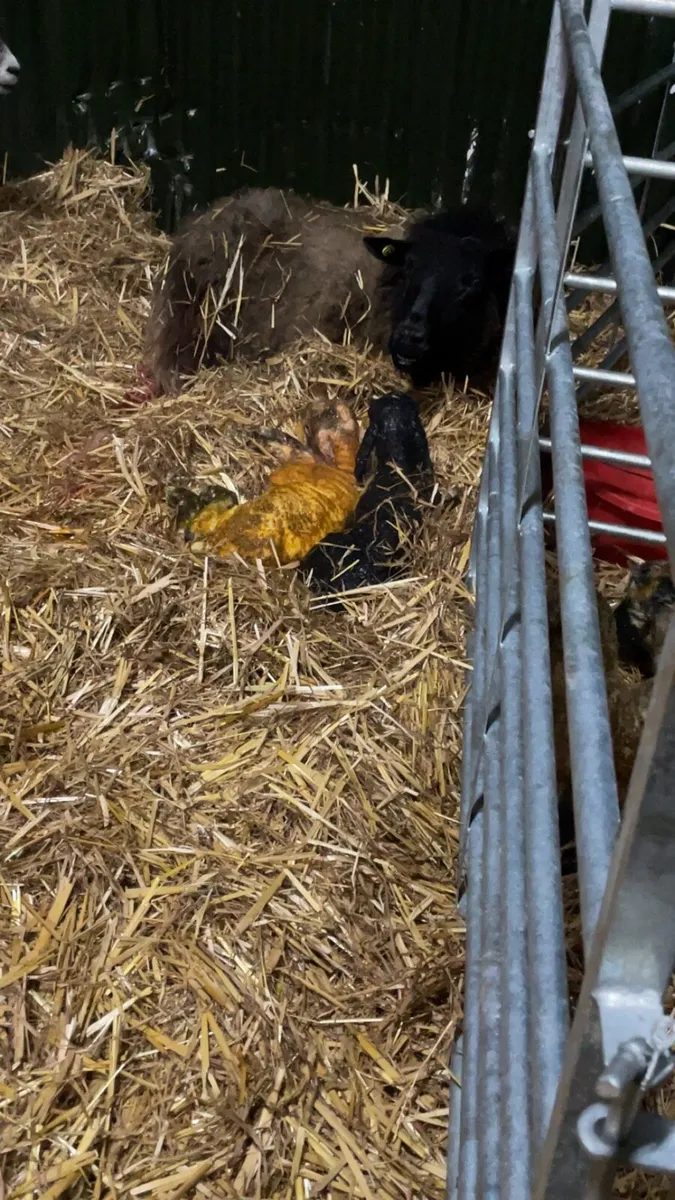 Wanted Foster ewe x2