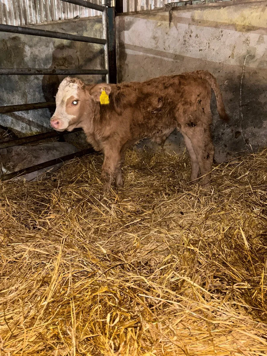 Jersey x cow with super charlaois calf not her own - Image 1