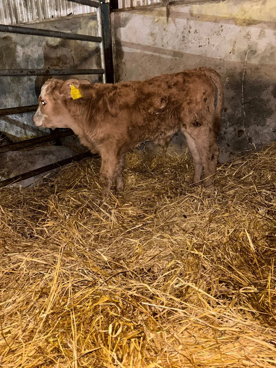 Jersey x cow with super charlaois calf not her own - Image 2