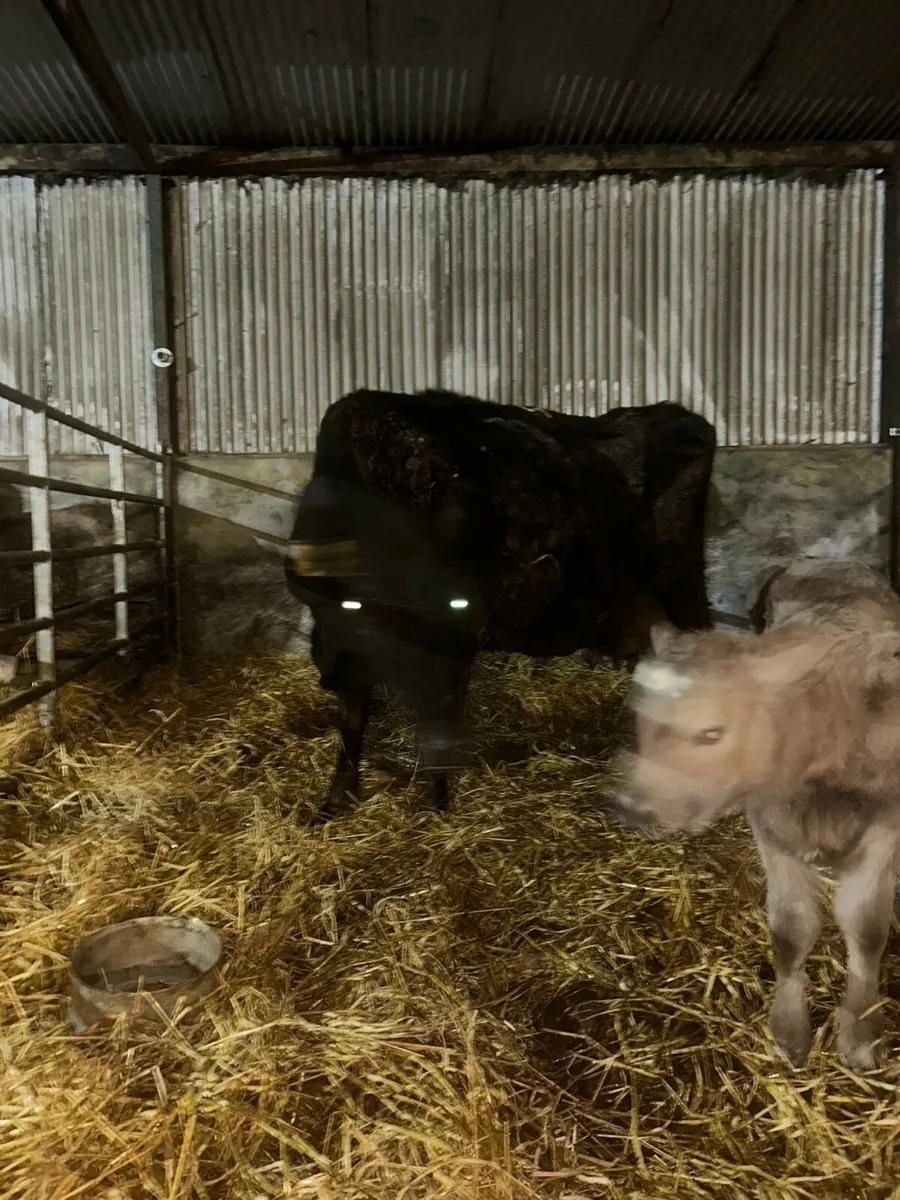 Jersey x cow with super charlaois calf not her own - Image 3