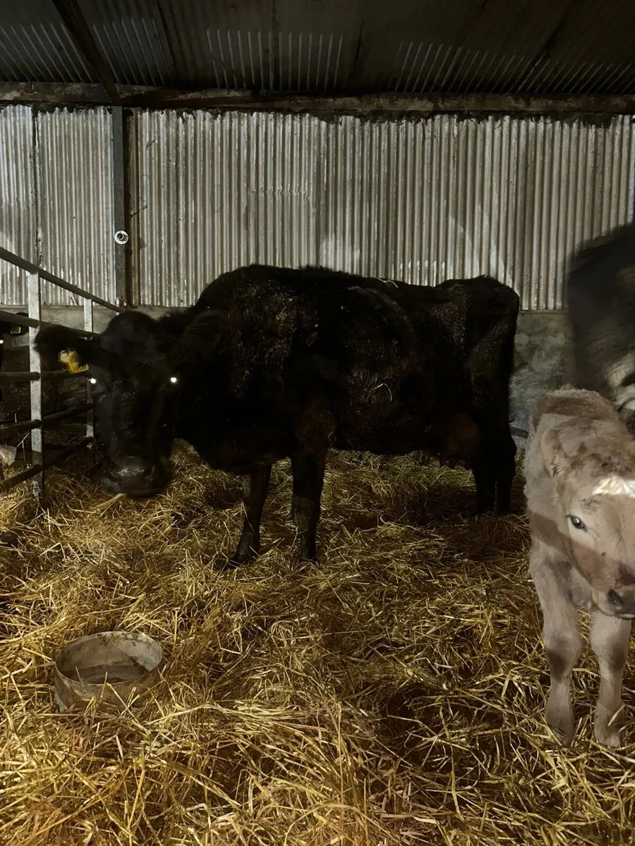 Jersey x cow with super charlaois calf not her own - Image 4