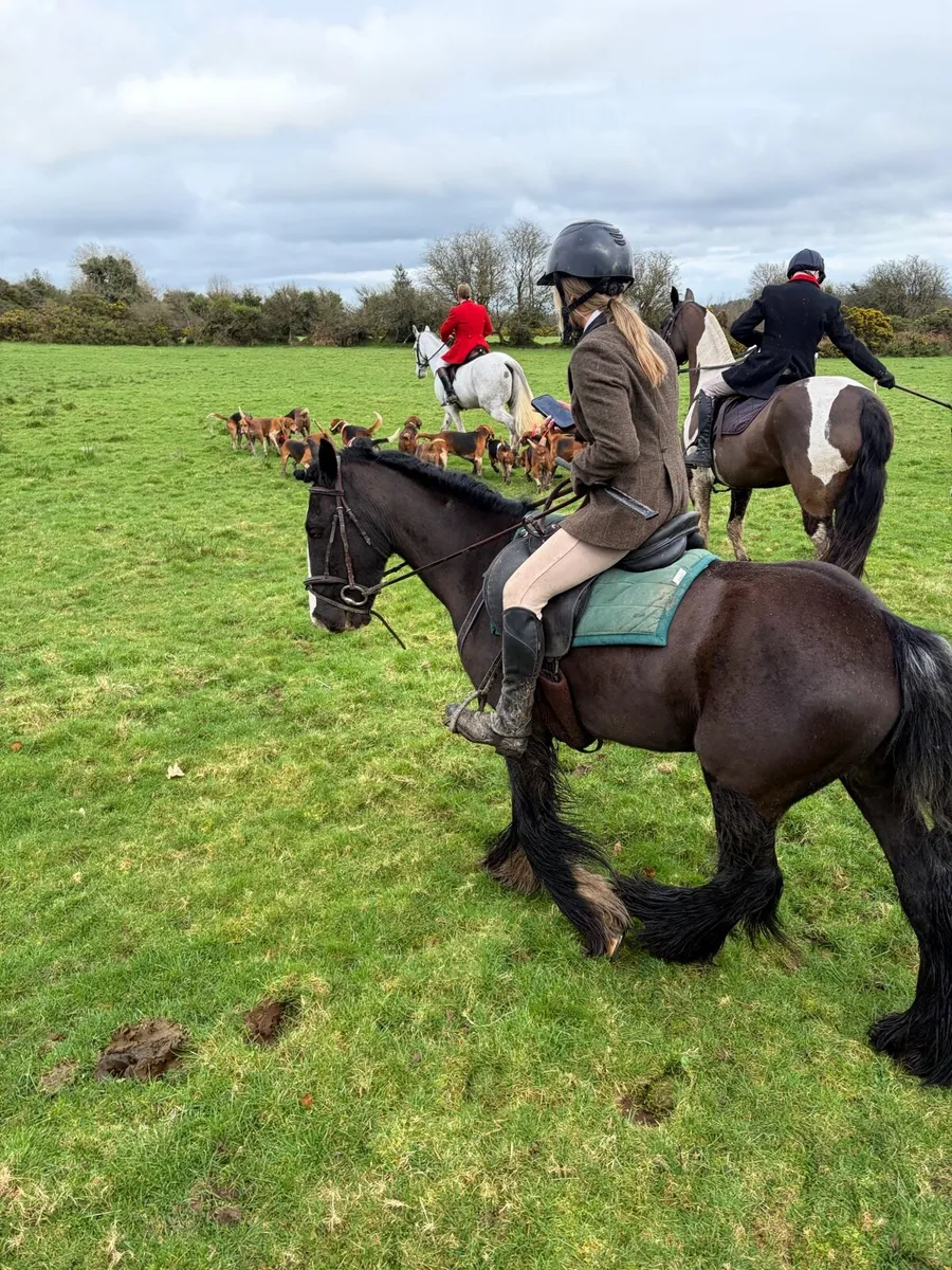 Horse/ cob - Image 4
