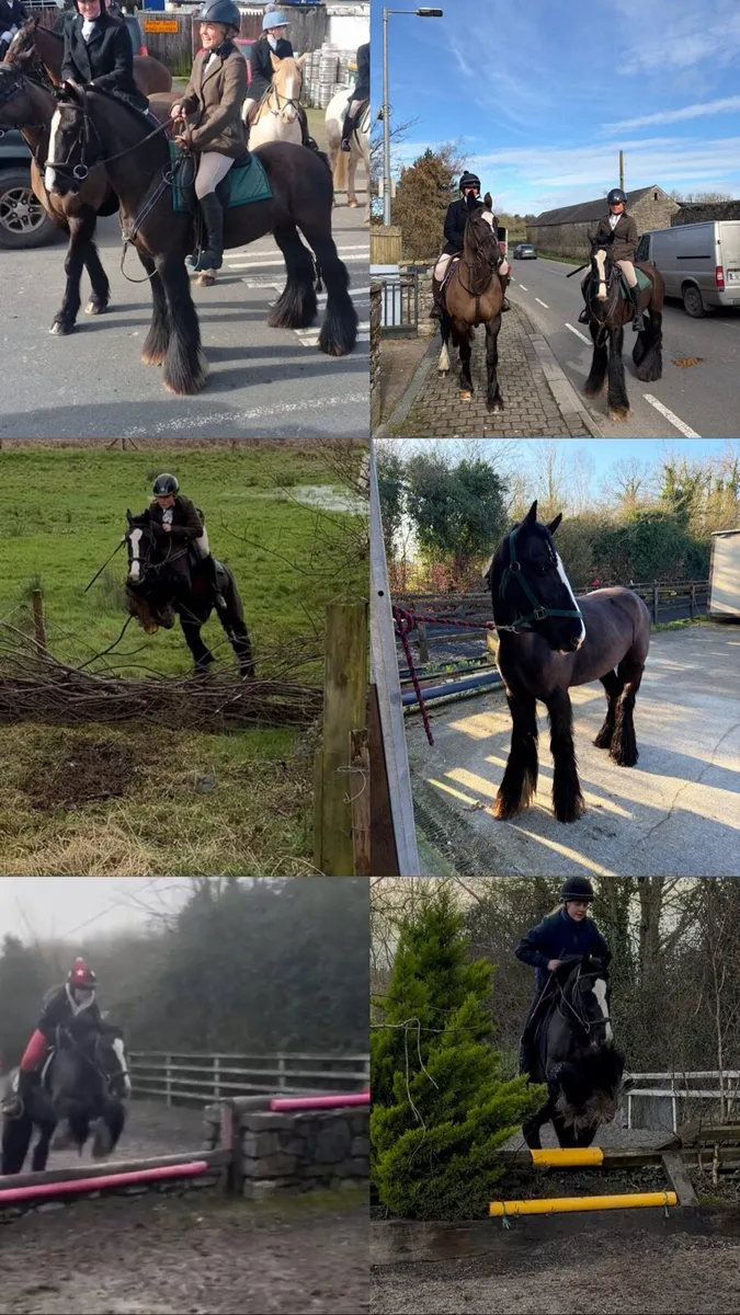 Horse/ cob - Image 1