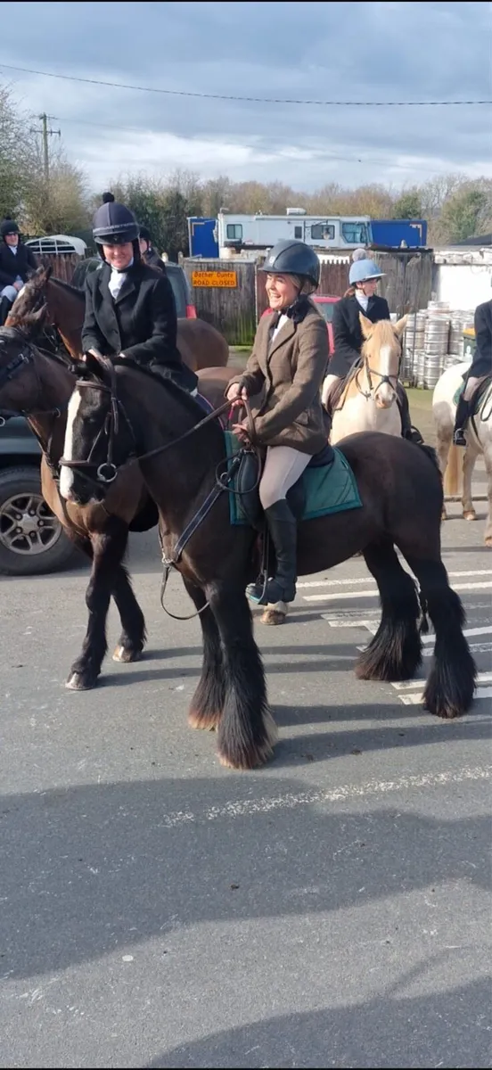 Horse/ cob - Image 2