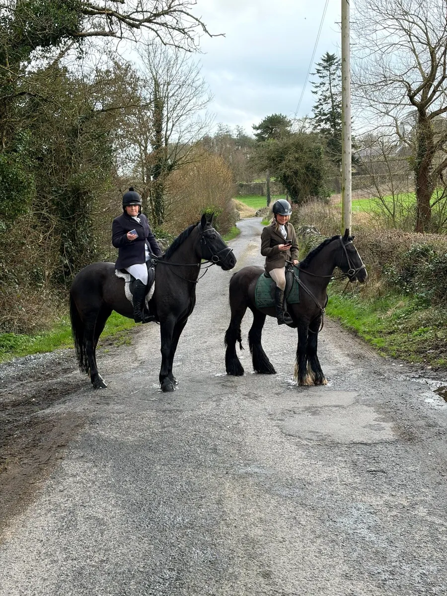 Horse/ cob - Image 3