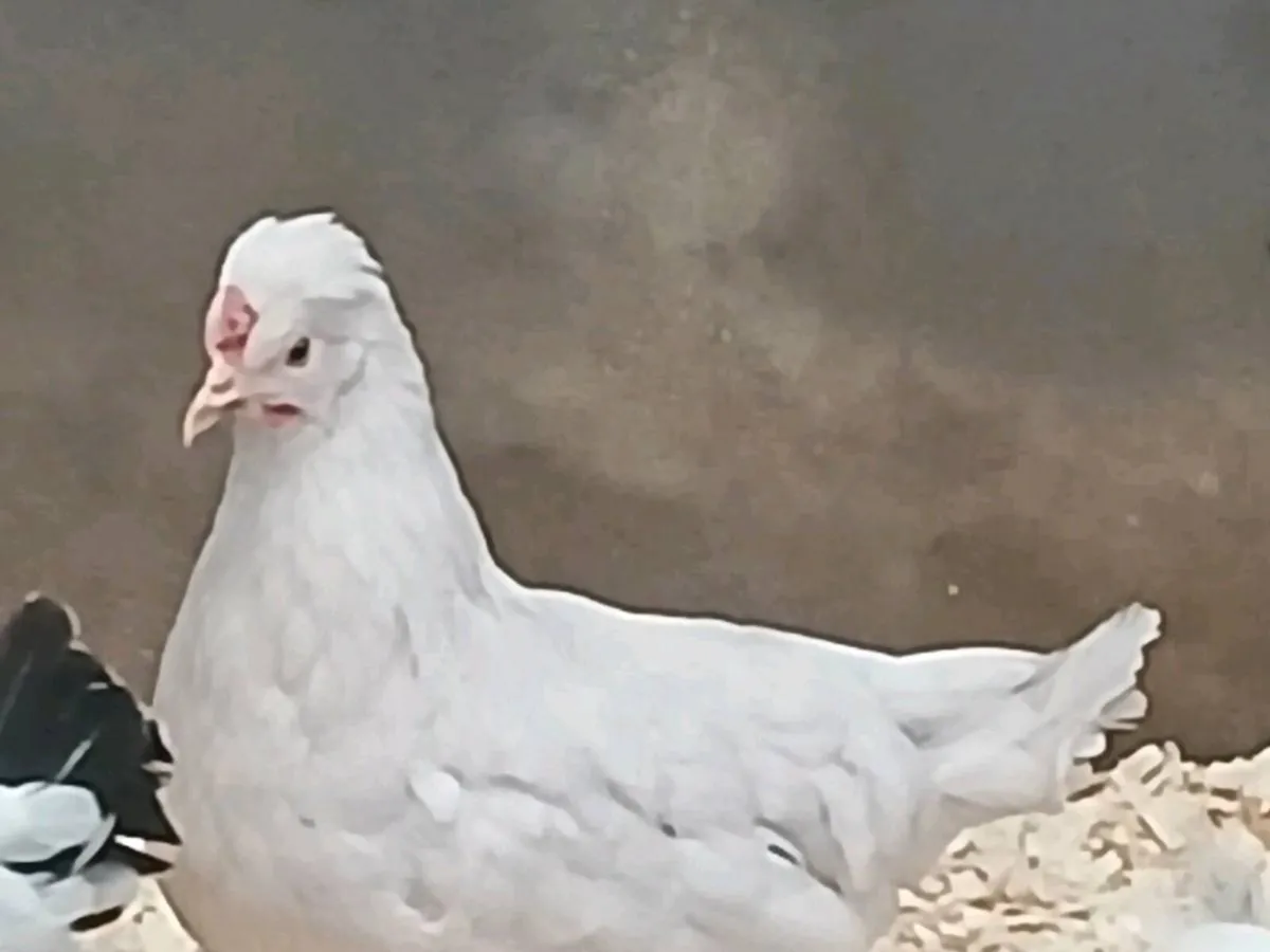 Pullets , - Image 1