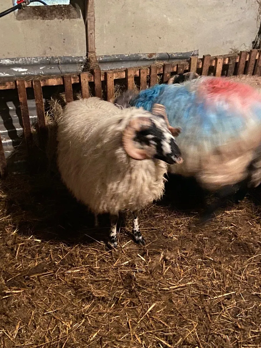 Ram lamb/ hogget - Image 1