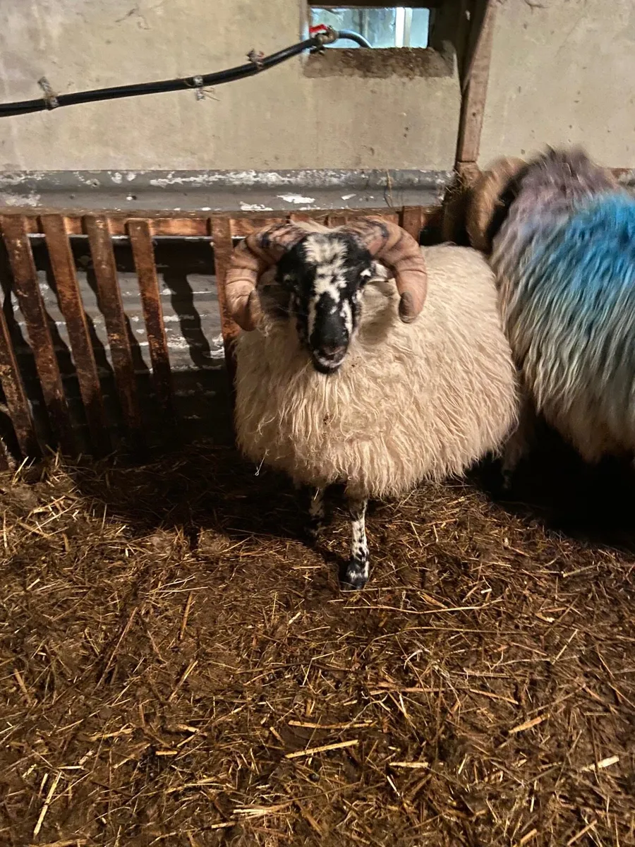 Ram lamb/ hogget - Image 2