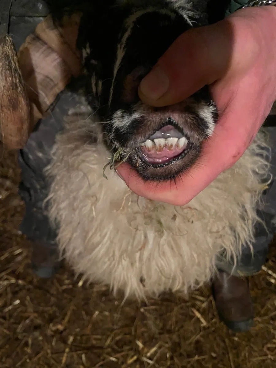 Ram lamb/ hogget - Image 3