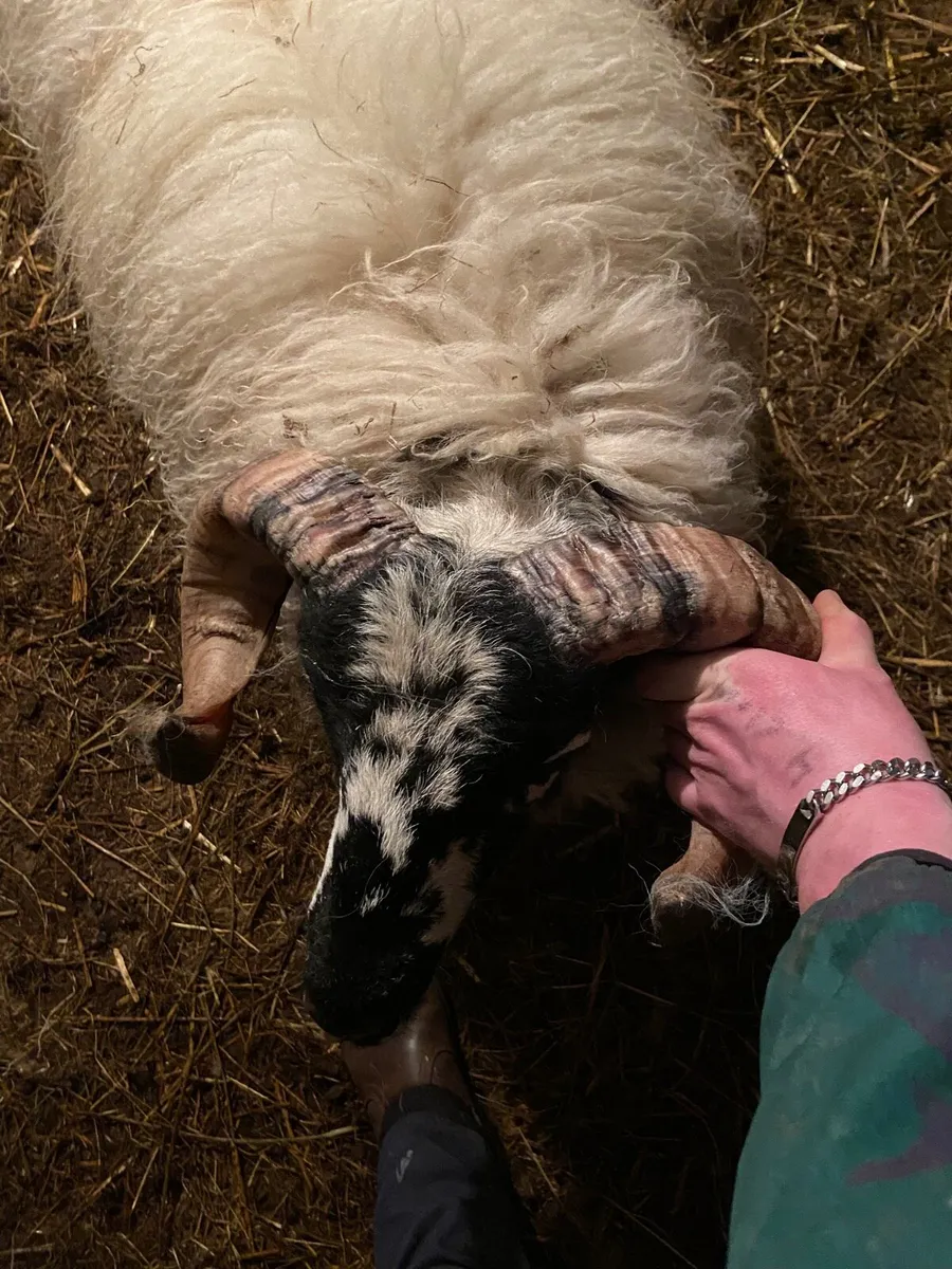Ram lamb/ hogget - Image 4
