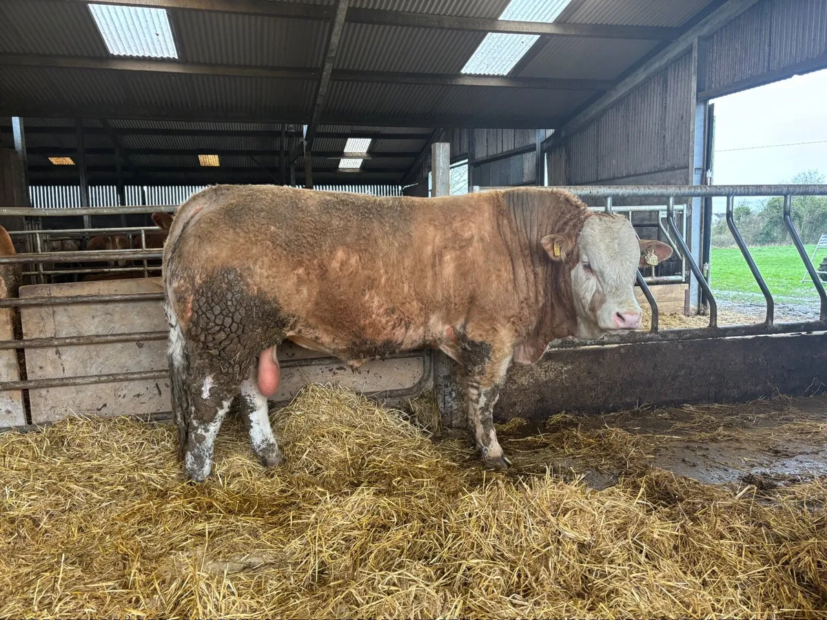 Simmental and Limousine bulls - Image 1