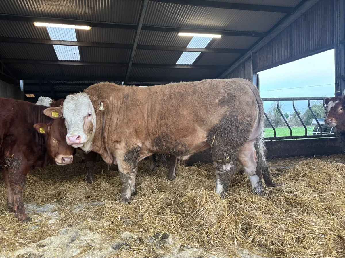 Simmental and Limousine bulls - Image 2